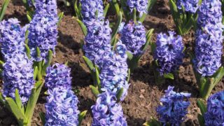 Common hyacinth 'Aqua' (Hyacinthus orientalis 'Aqua'), plants cultivated in Wrocław University Botanical Garden, Wrocław, Poland.