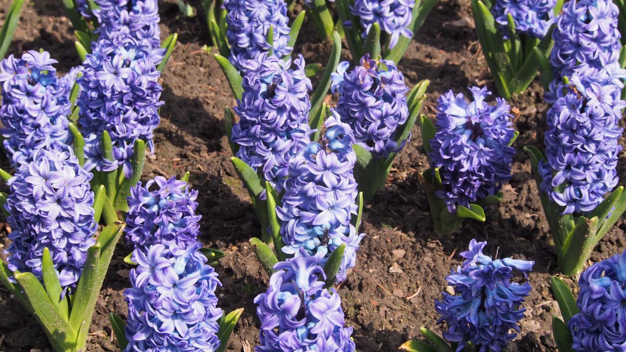 Common hyacinth 'Aqua' (Hyacinthus orientalis 'Aqua'), plants cultivated in Wrocław University Botanical Garden, Wrocław, Poland.