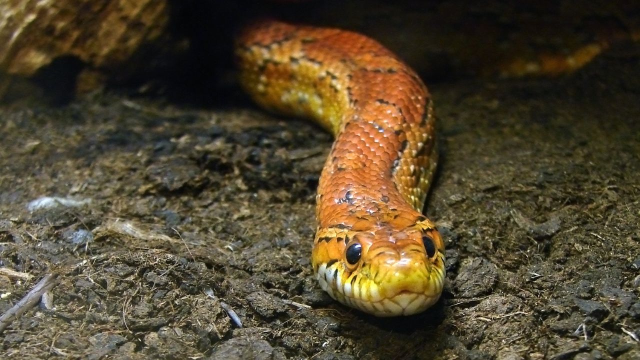 Corn snake (Pantherophis guttatus)