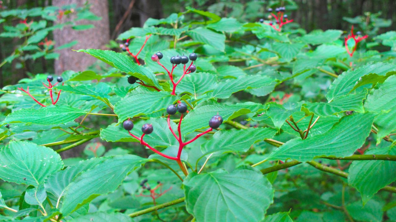 Cornus alternifolia, Pagoda Dogwood