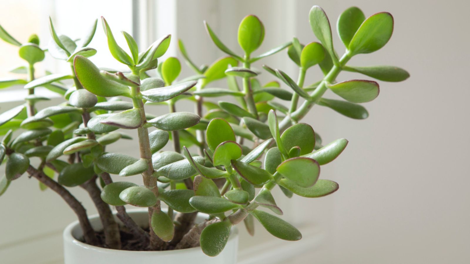 Crassula ovata, jade plant close-up. House plant in pot on window sill with lush green leaves. Succulent in home garden Jade Plant