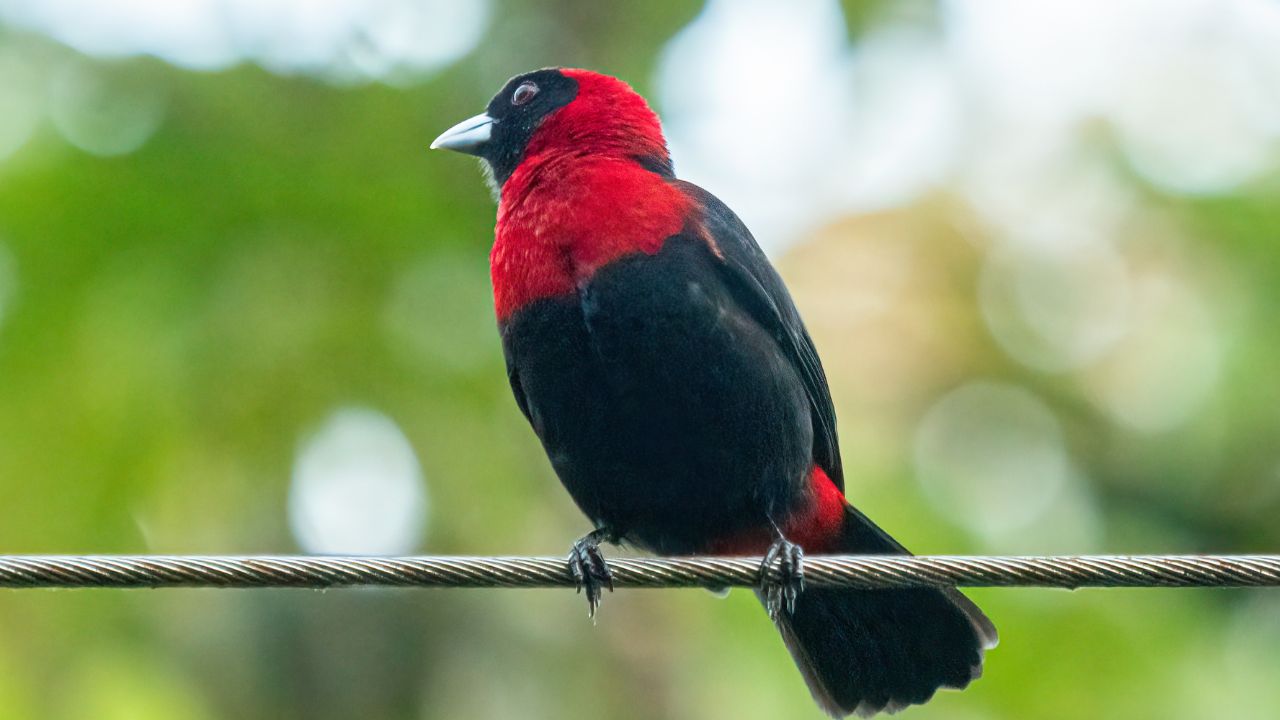 Crimson-collared Tanager (Ramphocelus sanguinolentus)