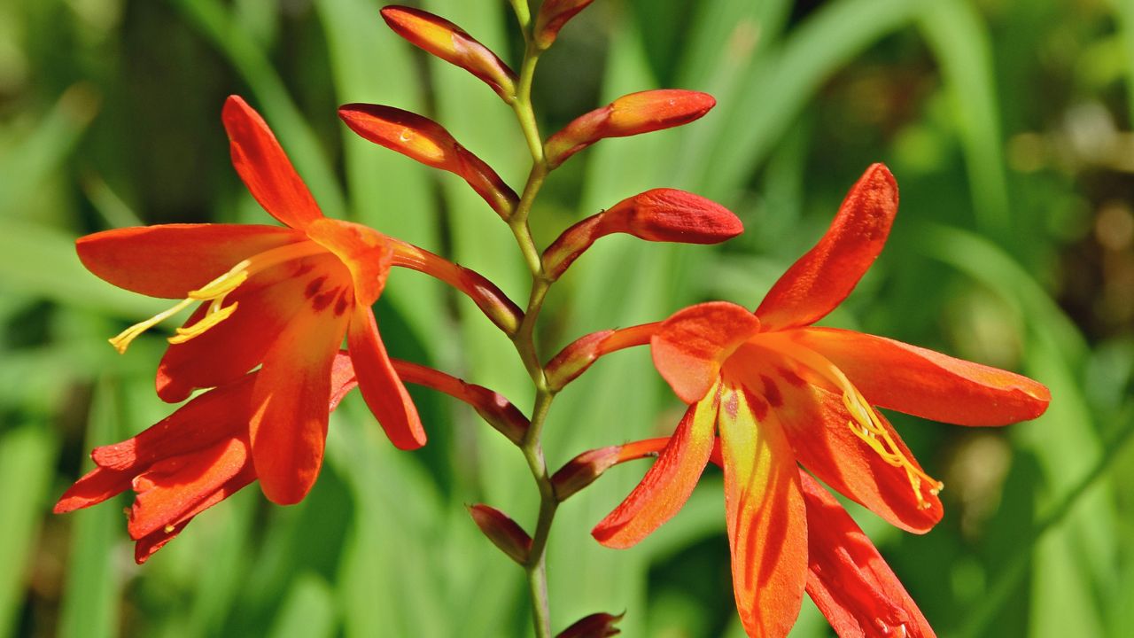 Crocosmia (Crocosmia lucifer), in a garden, France.