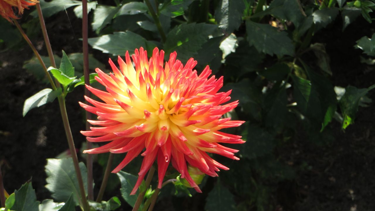 Dahlia 'Lisonette' Gryson, 2002. The Botanical Garden of the University of Latvia