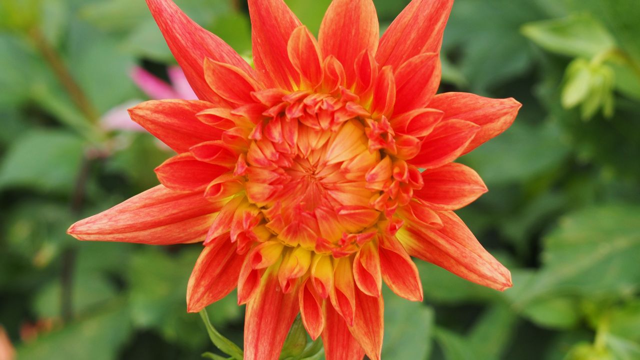 Dahlia Lisonette im Dahlienquartier des Rostocker Zoos
