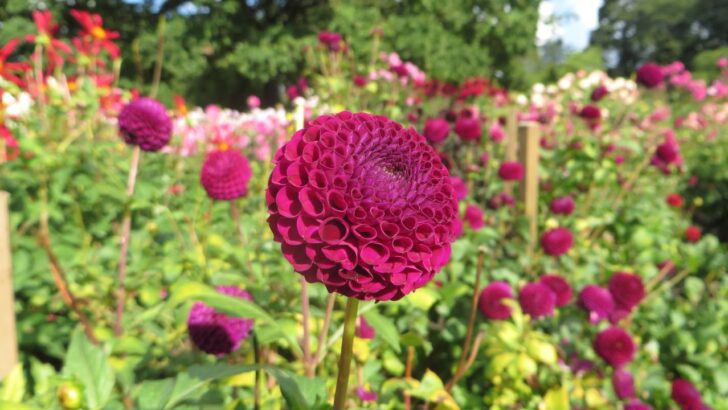 12 Best Dahlia Varieties for Your Garden