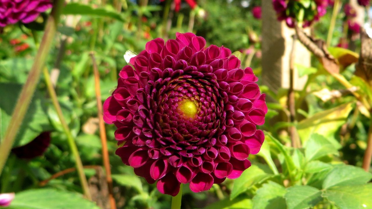 Dahlia 'Moor Place' N. Newnnam, 1957. The Botanical Garden of the University of Latvia