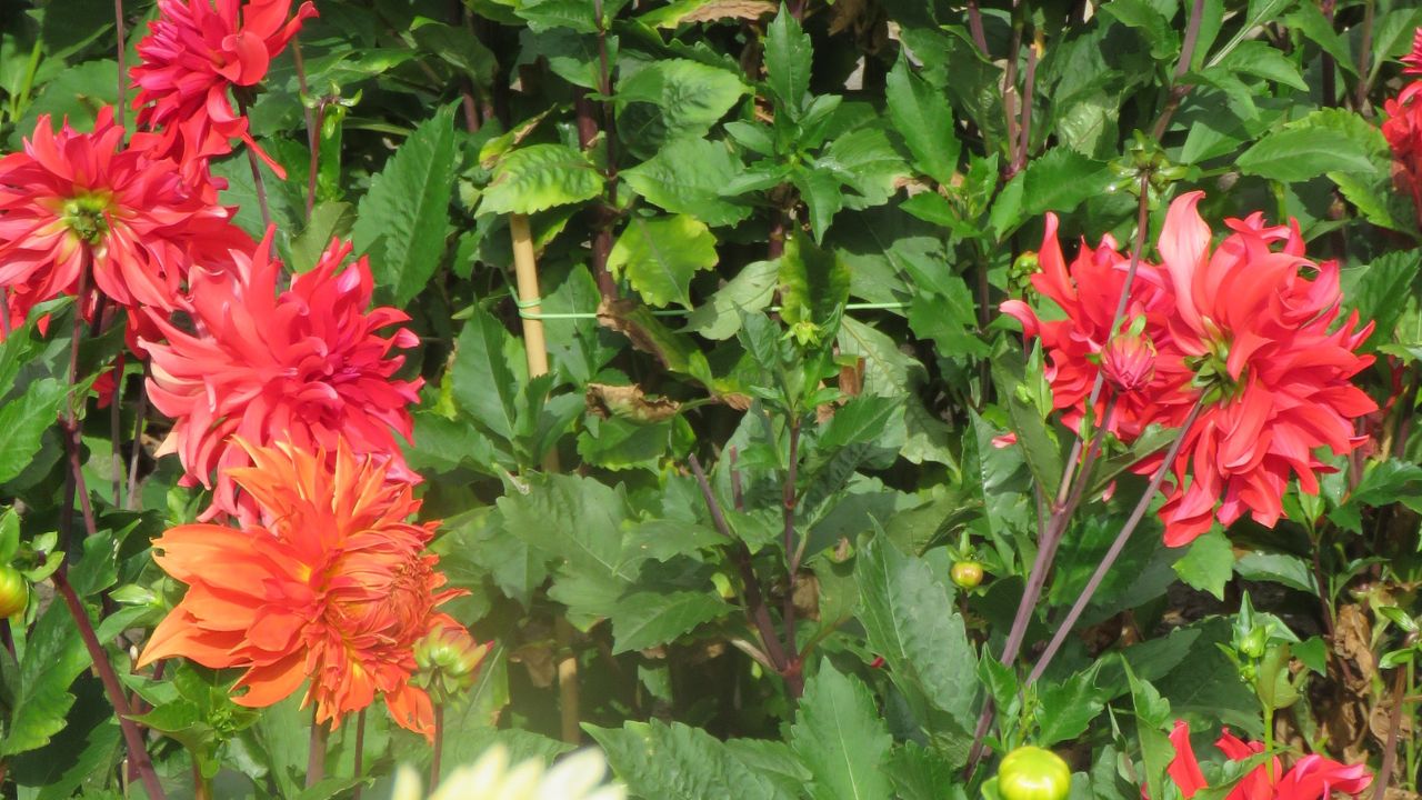 Dahlia 'Red Labyrinth'