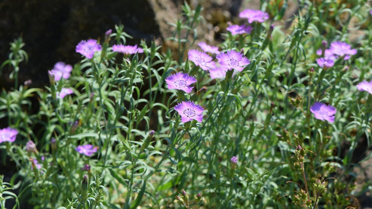Dianthus chinensis in the Botanischer Garten Halle