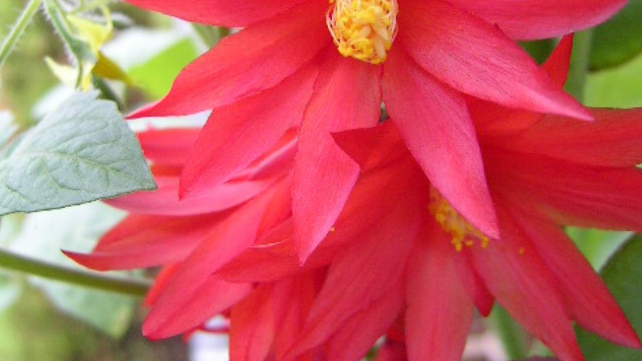 Easter Cactus (Rhipsalidopsis gaertneri)