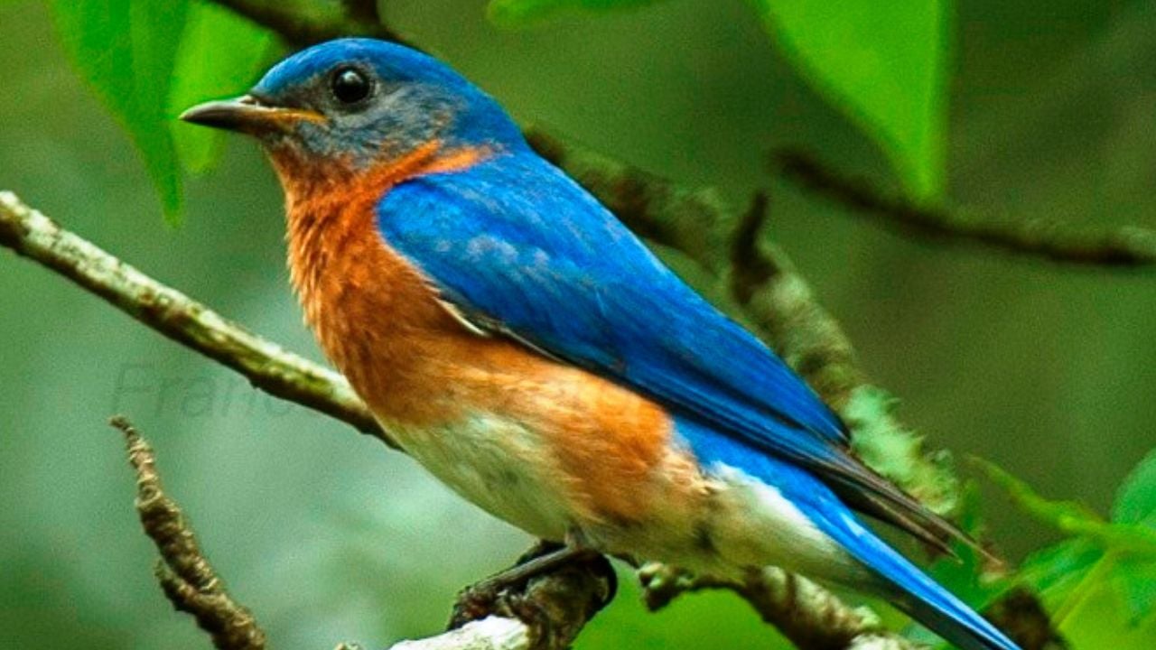 Eastern Bluebird - Texas