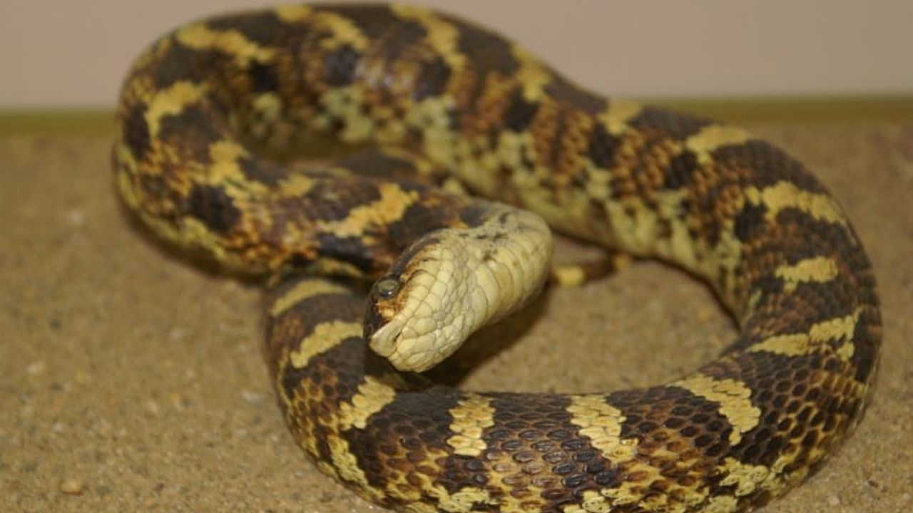 Eastern Hognose Snake 