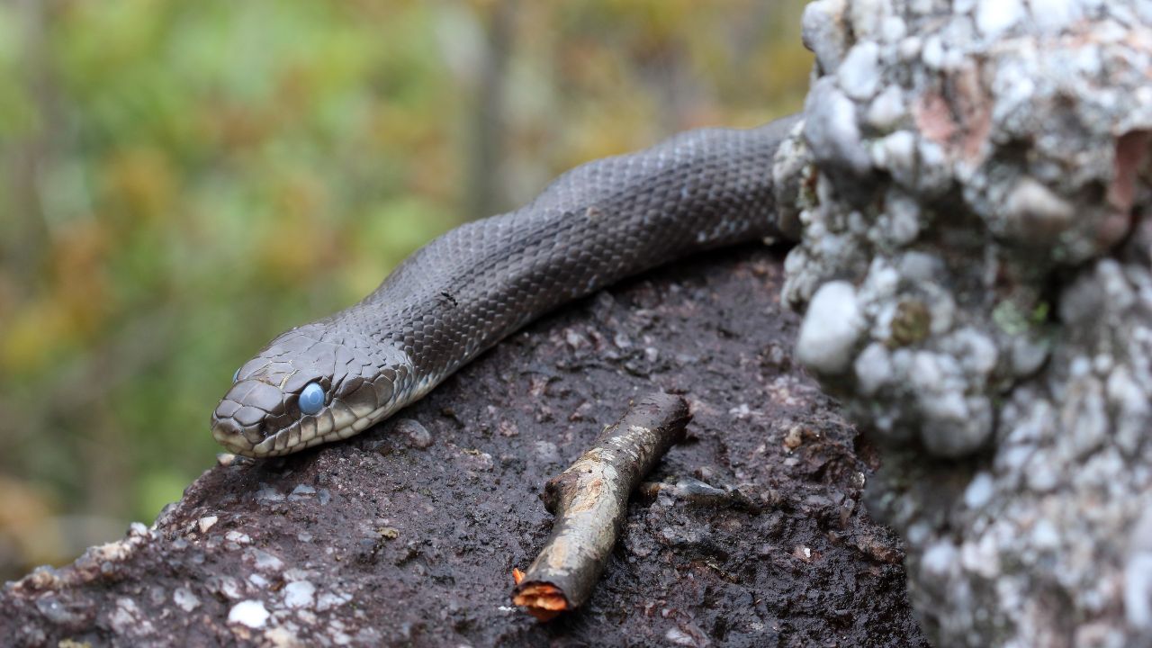 Eastern rat snake in Carbon County, PA