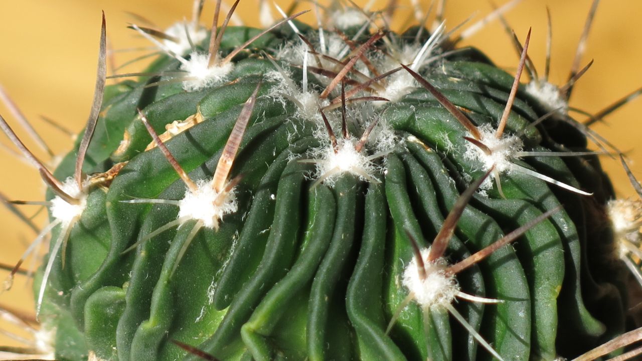Echinofossulocactus (now Stenocactus) multicostatus