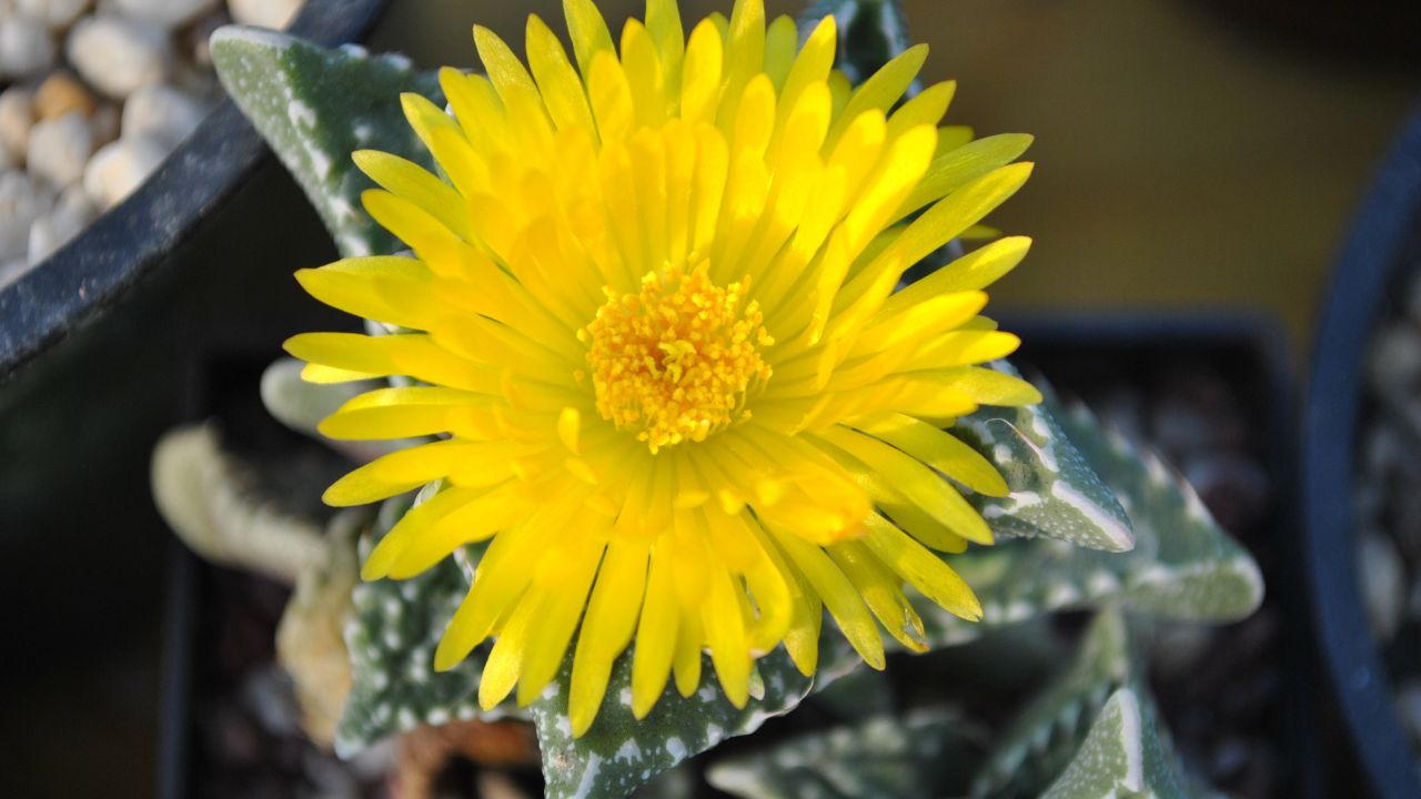 Faucaria tuberculosa is a genus of succulent of the family Aizoaceae