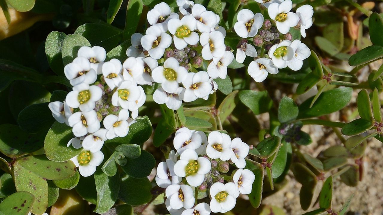 Flower and leaves of Lobularia maritima (sweet alyssum)