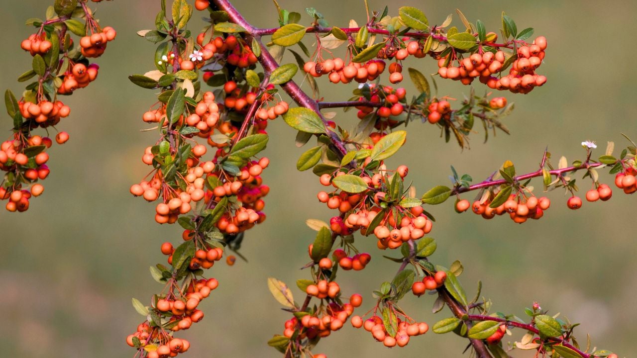 Fruits on a branch of a Scarlet Firethorn (Pyracantha coccinea).