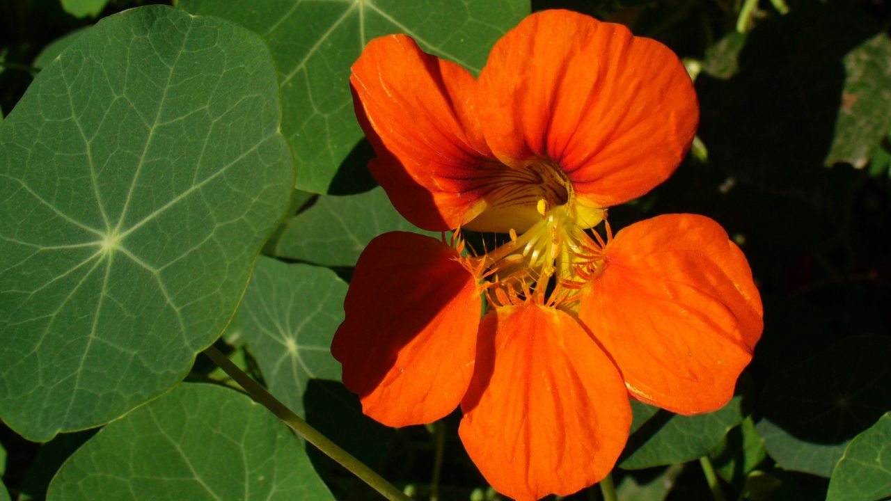 Garden Nasturtium (Tropaeolum majus).