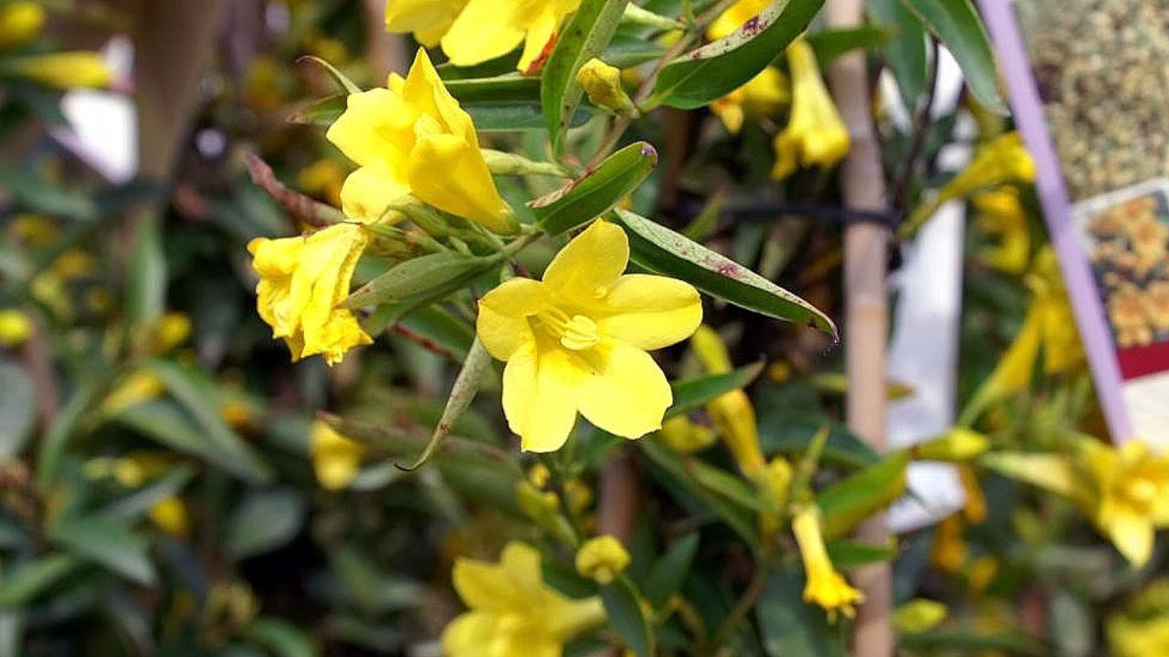 Gelsemium sempervirens