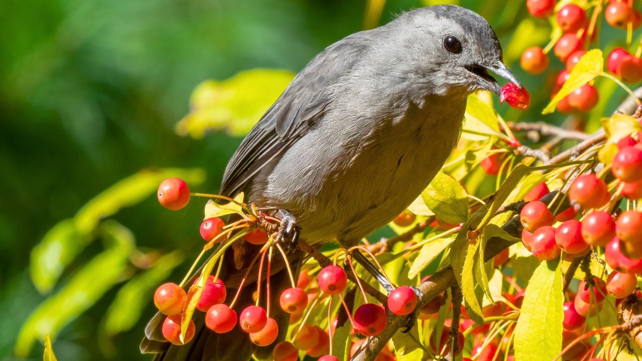 Gray catbird in Central Park