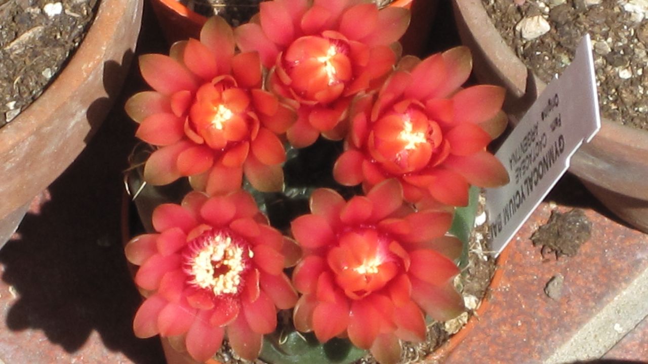 Gymnocalycium baldianum