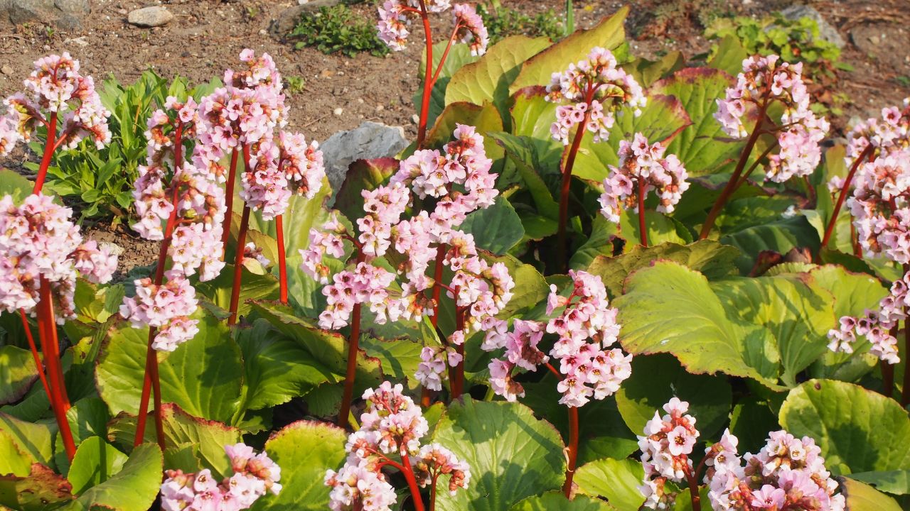 Heart-leaved bergenia (Bergenia crassifolia, syn. Bergenia cordifolia), plant in flower