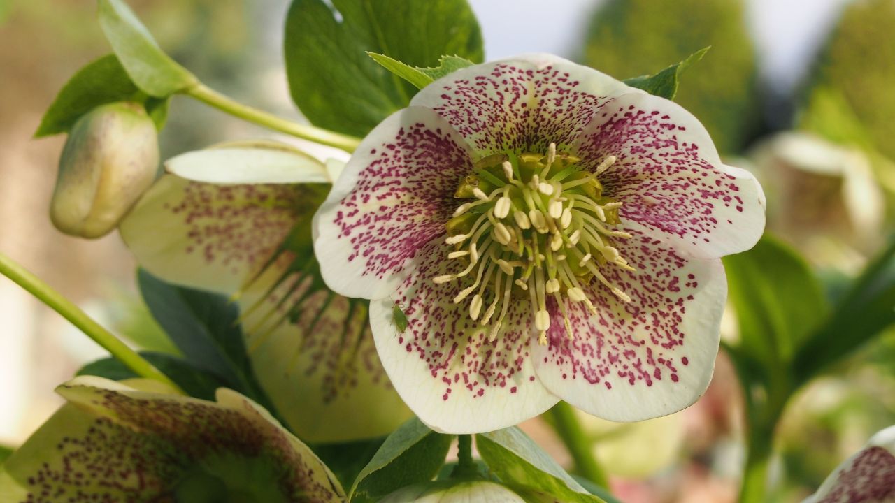 Helleborus × hybridus 'SP Conny' cultivated in Wrocław University Botanical Garden, Wrocław, Poland.
