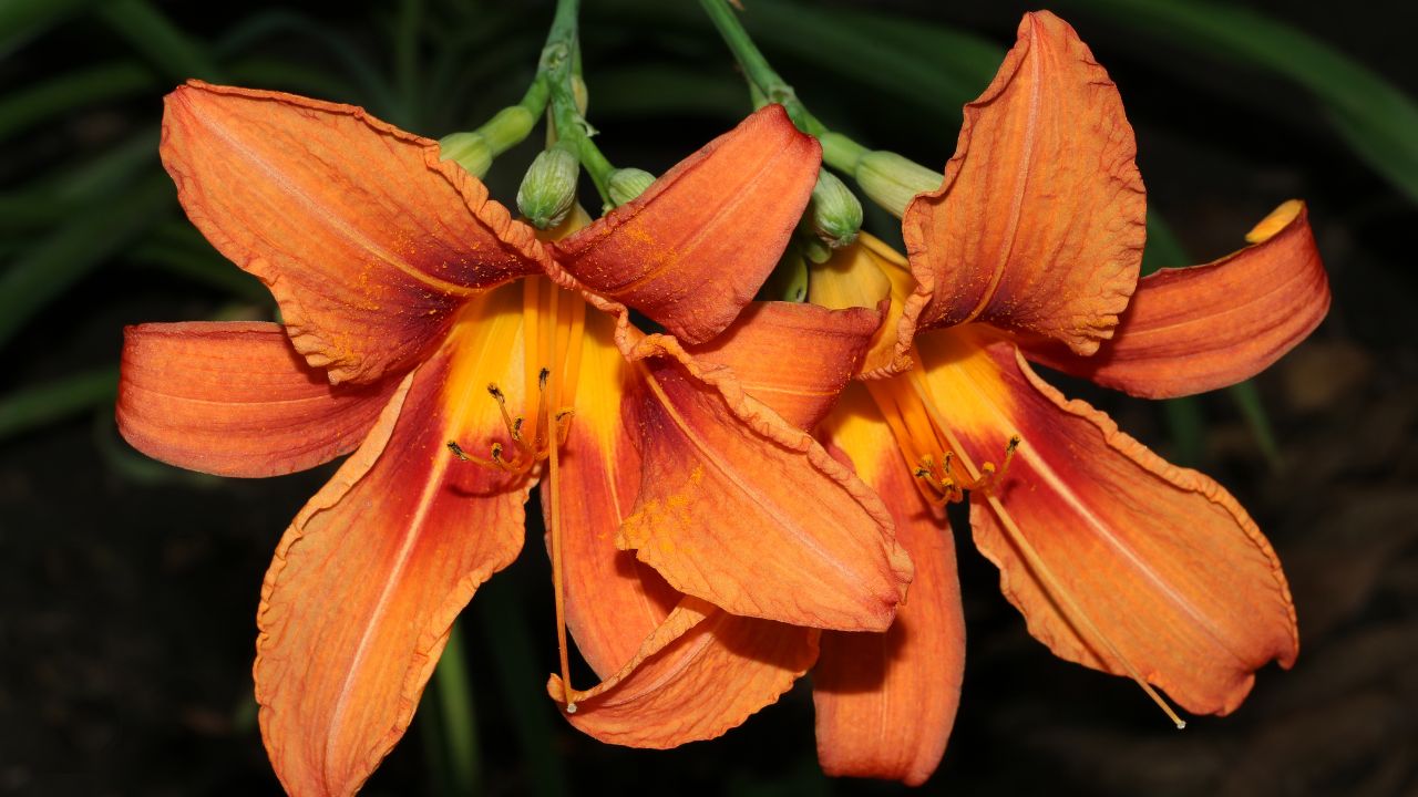 Hemerocallis fulva