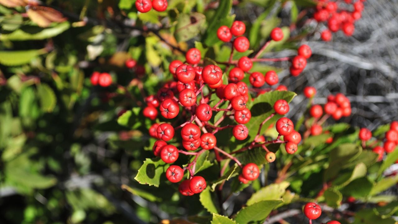 Heteromeles Arbutifolia, Toyon