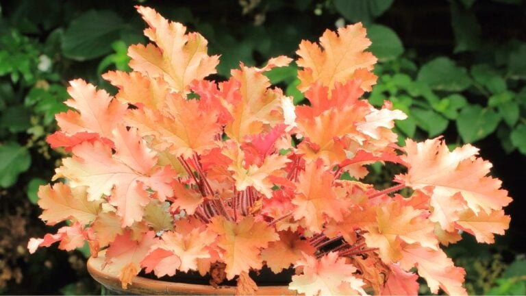 Heuchera marmalade. Beautiful leaf. Beautiful in a pot.