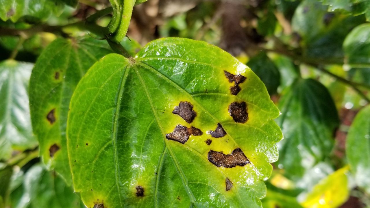Hibiscus Bacterial leaf spot