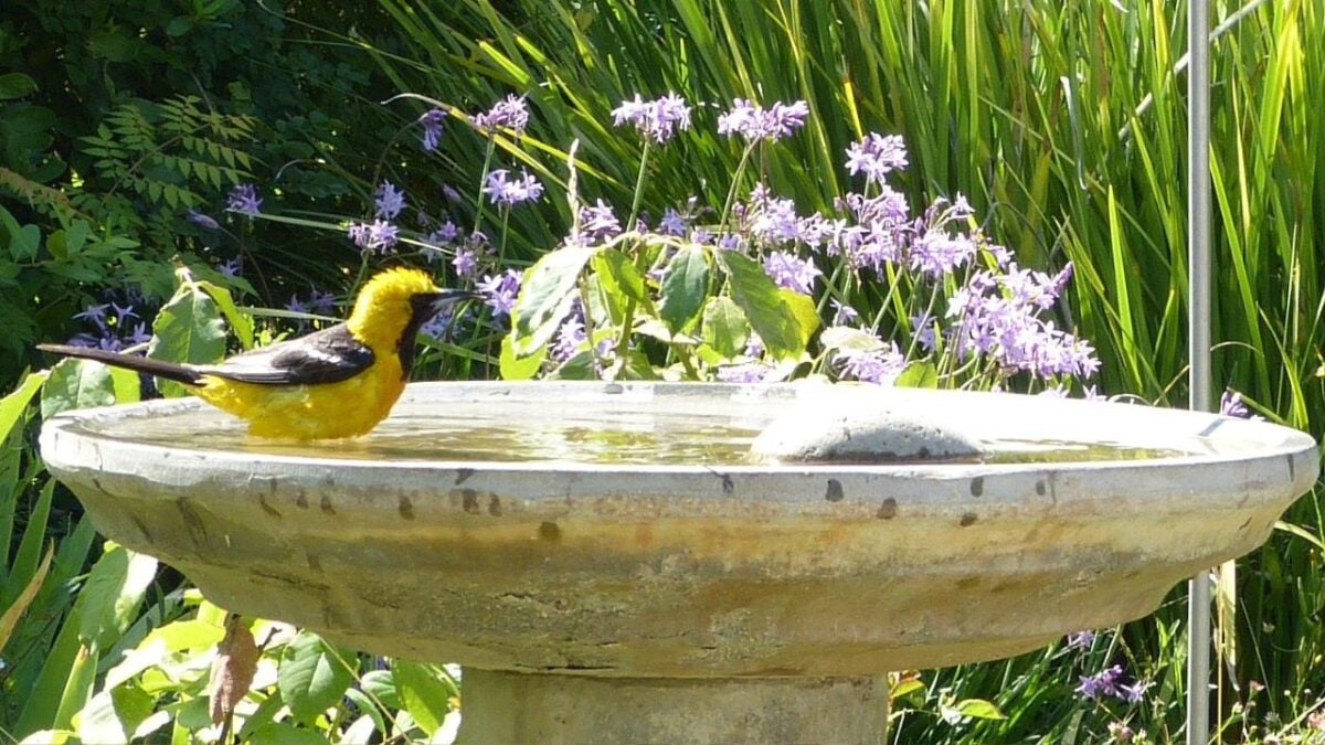 11 Flowers Perfect For Planting Around A Bird Bath