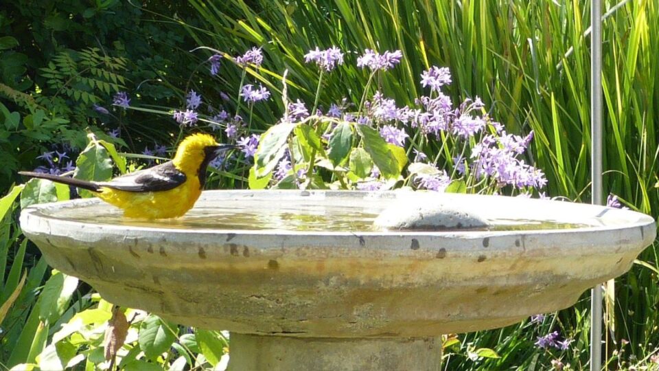 11 Flowers Perfect For Planting Around A Bird Bath