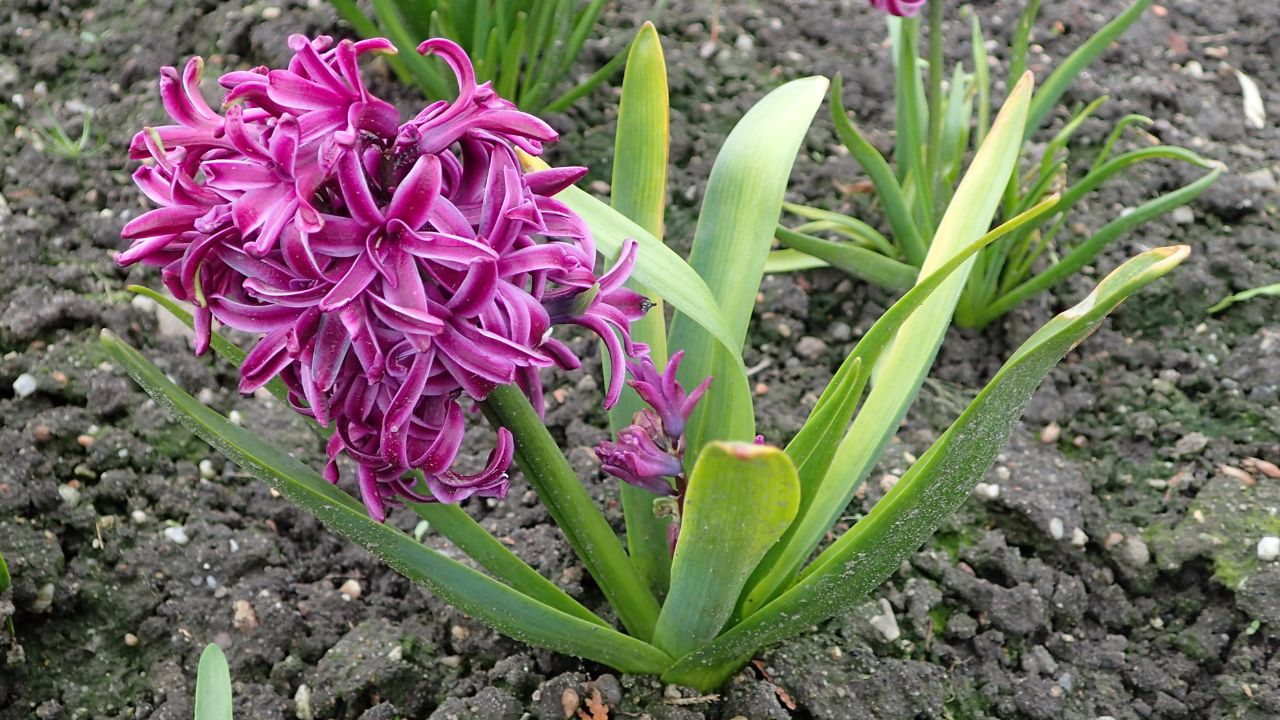 Hyacinthus orientalis 'Purple Star' in Wrocław University Botanical Garden