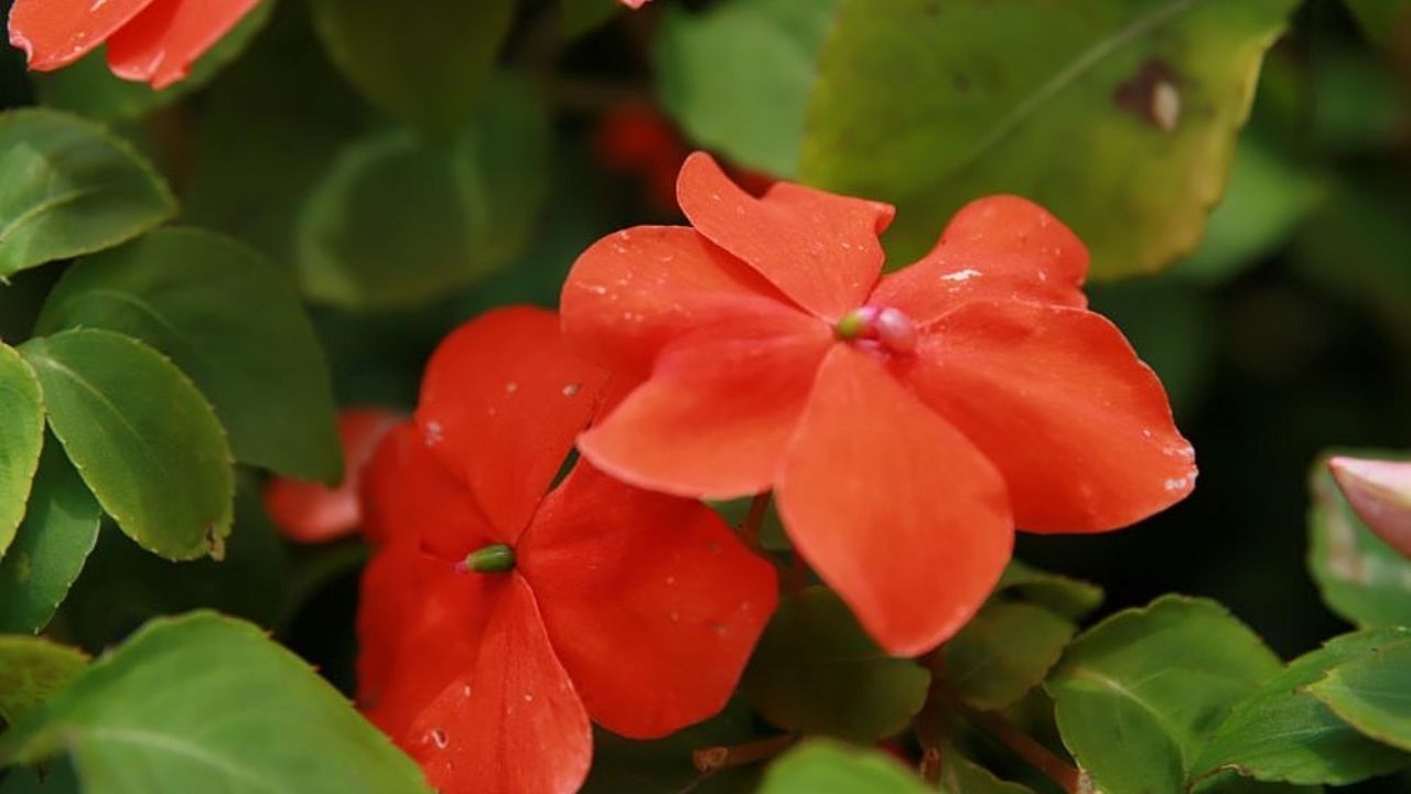 Impatiens walleriana 'Dazzler Orange'