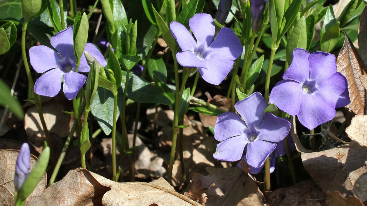 Lesser periwinkle (Vinca minor). Ukraine.