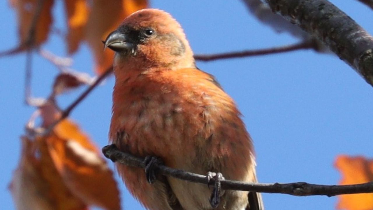 Loxia curvirostra in Mount Kengyo, Ena, Gifu Prefecture, Japan. Red Crossbill