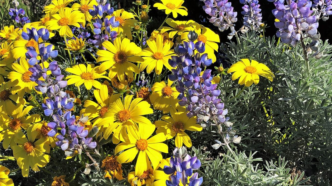 Lupine and Coreopsis at the Channel Island National Park Headquarters in Ventura, California