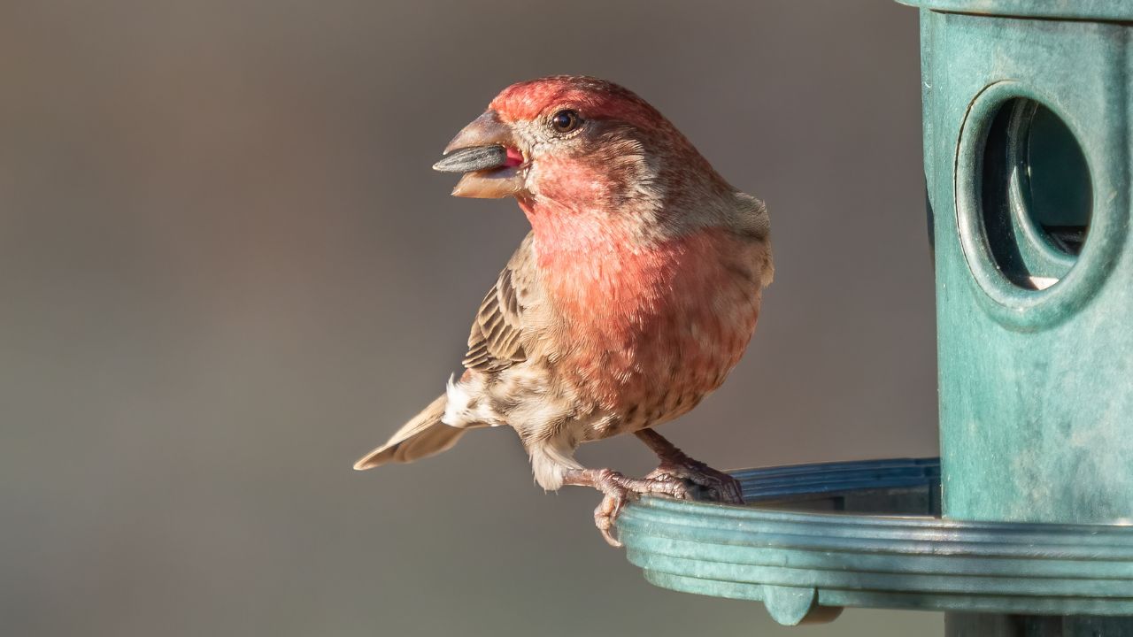 Male house finch (Haemorhous mexicanus) at a feeder in Green-Wood Cemetery, Brooklyn, NY