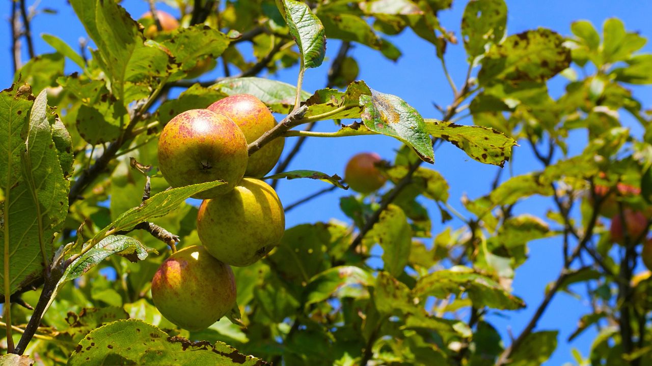 Malus sylvestris fruit, Crabapple