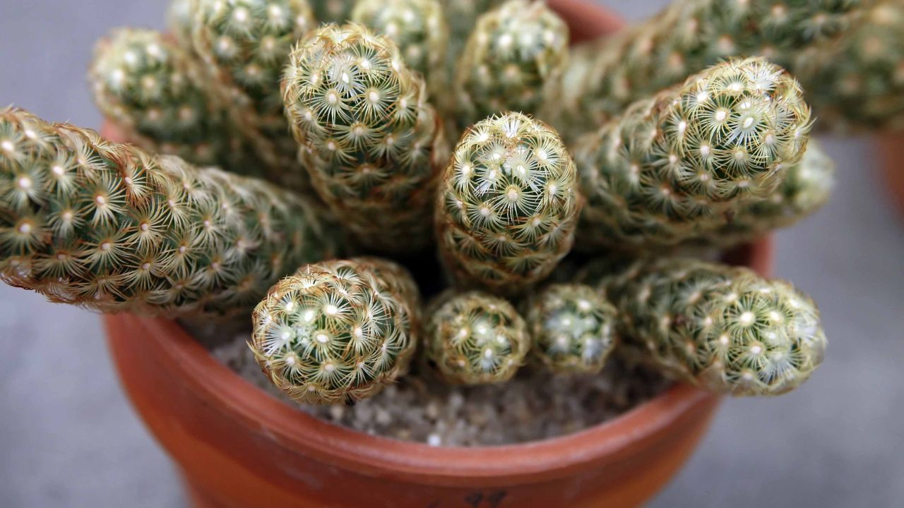 Mammillaria elongata