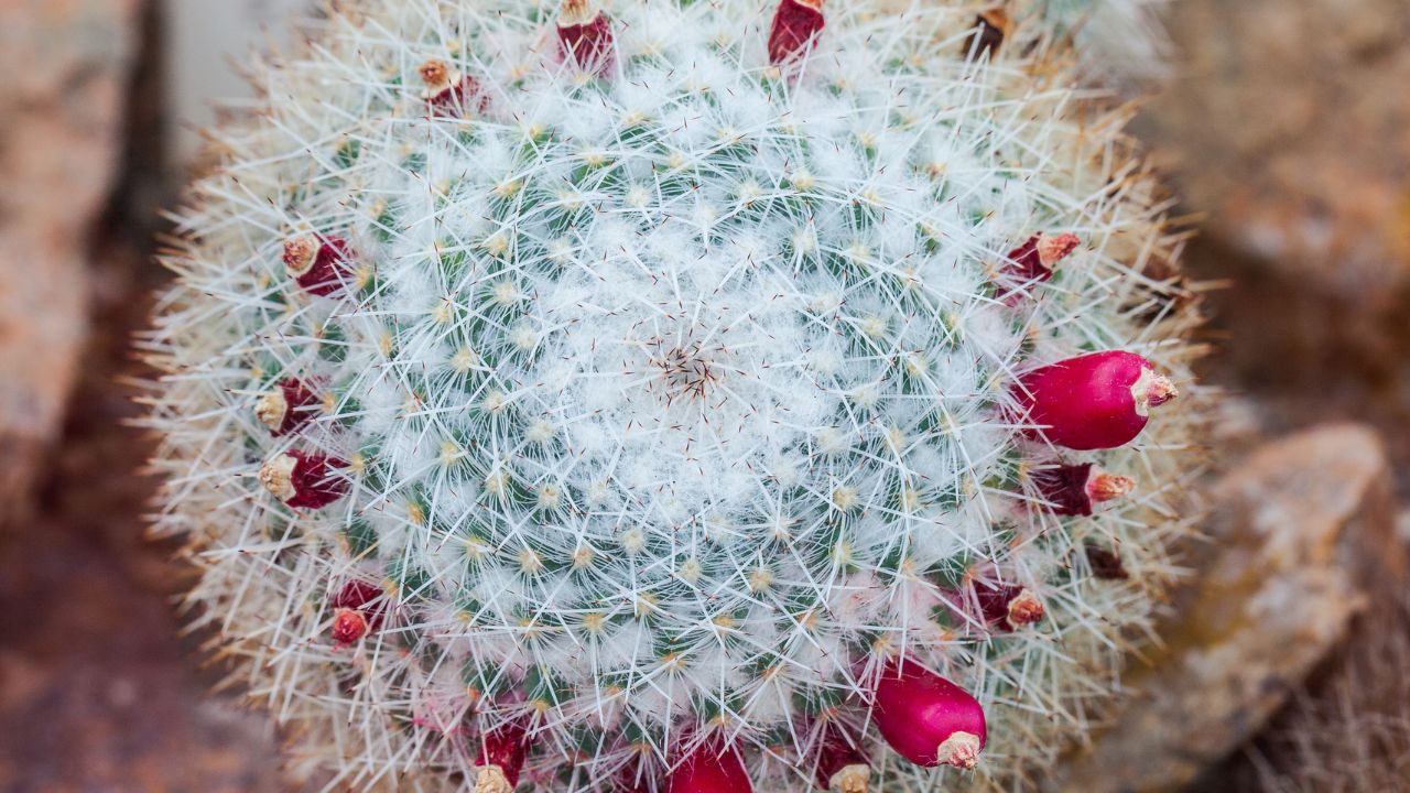 Mammillaria geminispina, Munich Botanical Garden, Germany