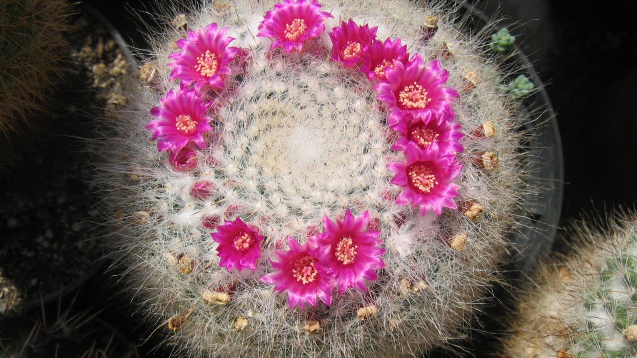 Mammillaria hahniana