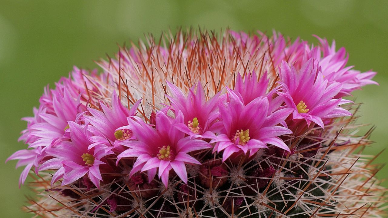 Mammillaria spinosissima