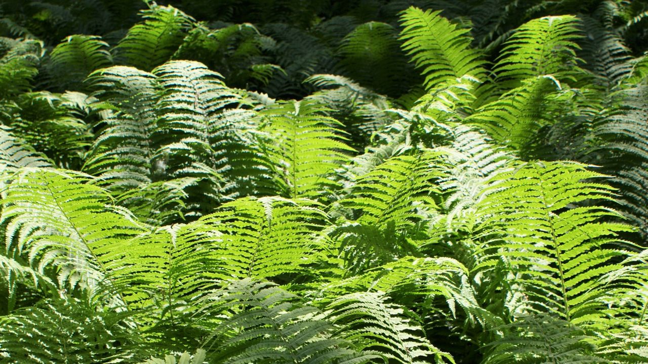 Matteuccia struthiopteris on Płonia river in Szczecin Kijewo, NW Poland