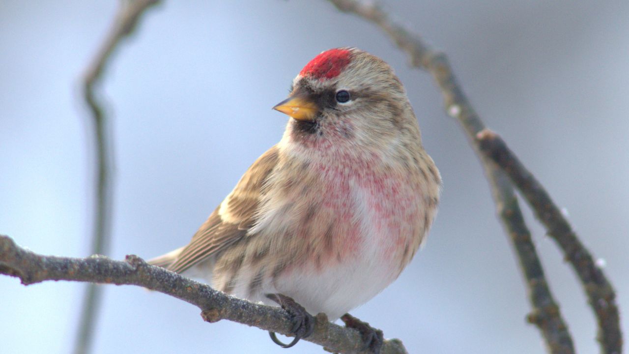 Mealy Redpoll Acanthis flammea, male; Kotka, Finland