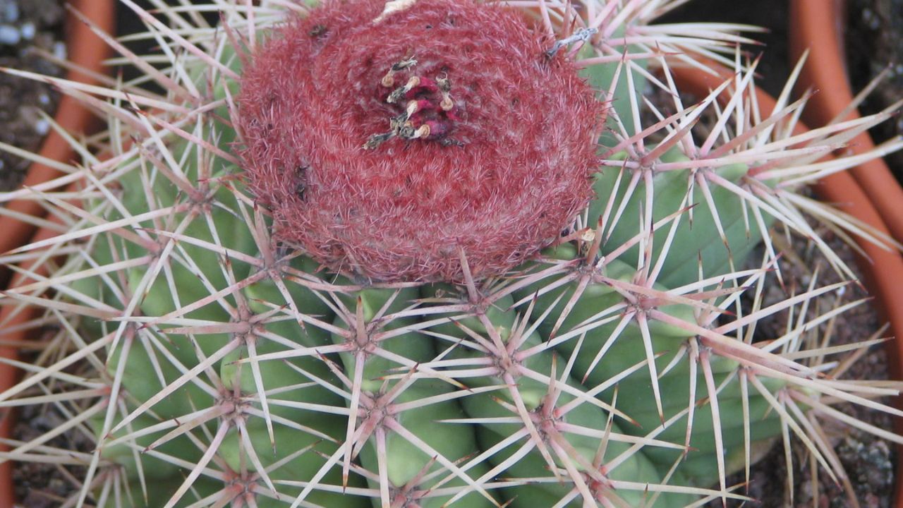 Melocactus (1)