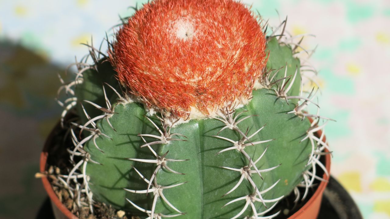 Melocactus matanzanus.