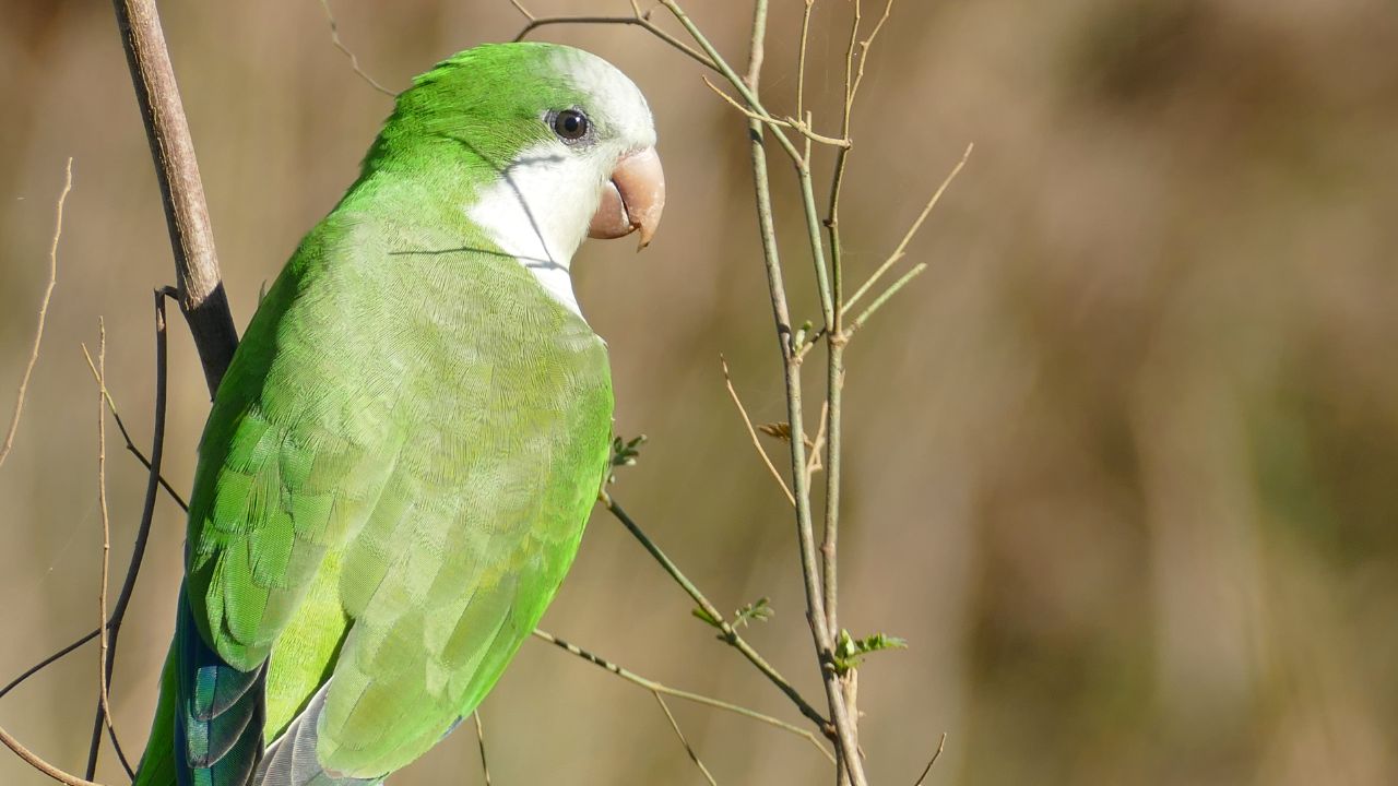 Monk Parakeet