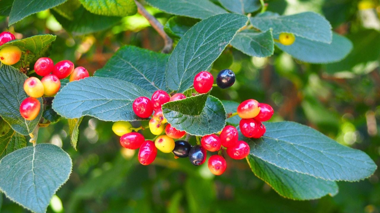 Nannyberry (Viburnum lentago) fruits, plant cultivated in Wrocław University Botanical Garden.